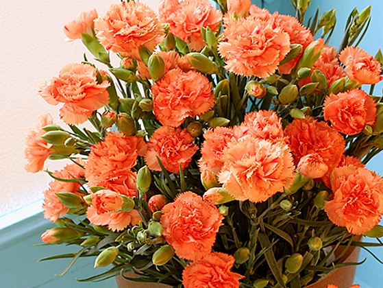 オレンジ系５号サイズ 珍しいカラーのカーネーションをプレゼントに カーネーション鉢植えギフトご紹介